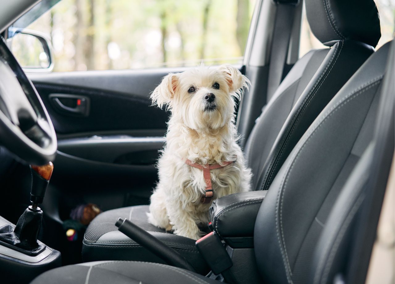 Auf den Hund gekommen: Autofahrerin aus Österreich muss 780 Euro Strafe zahlen!