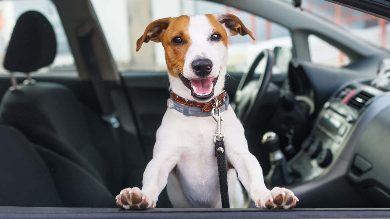 Read more about the article Wann die Sommer­hitze im Auto für Hunde gefährlich wird