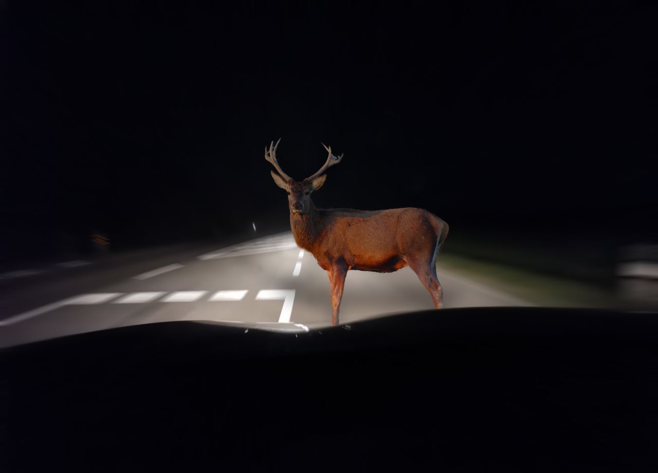 Es wird wild: Darum sollten Sie Tieren mit dem Auto nicht ausweichen